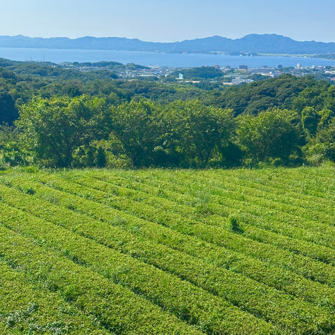 Hojicha 幸 -SACHI-